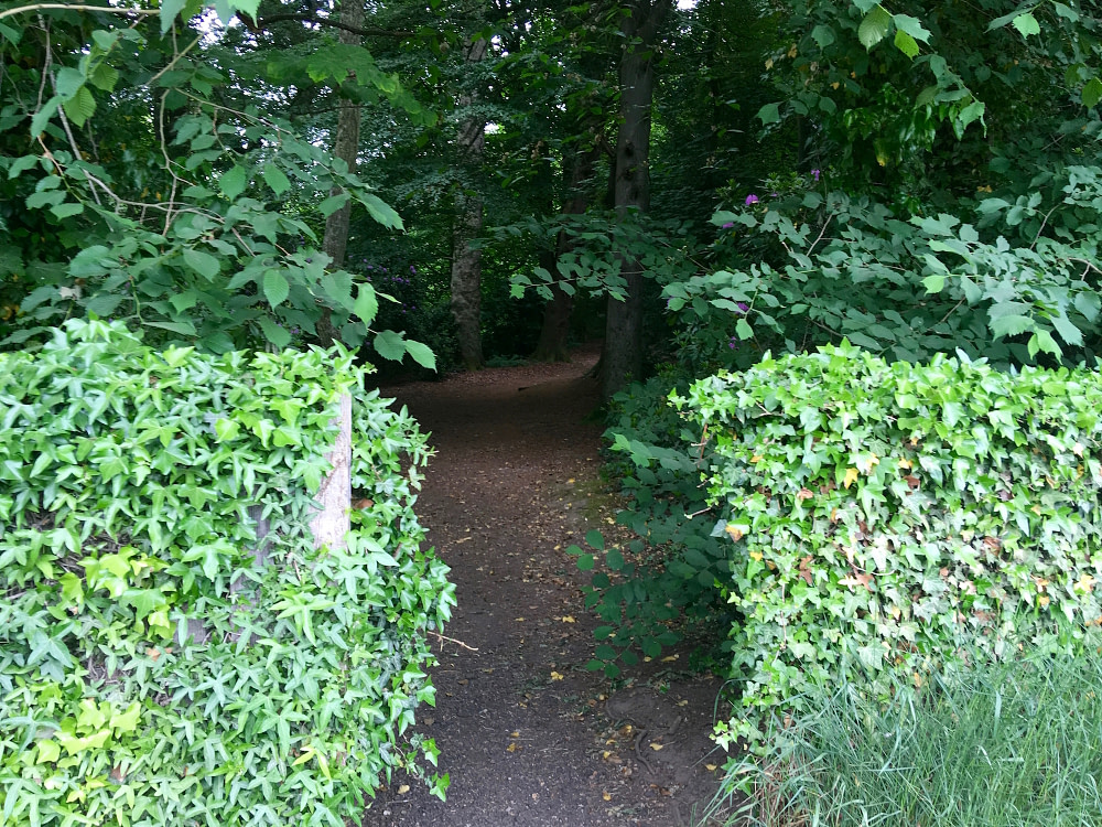 Entrance between hedge leading to woods