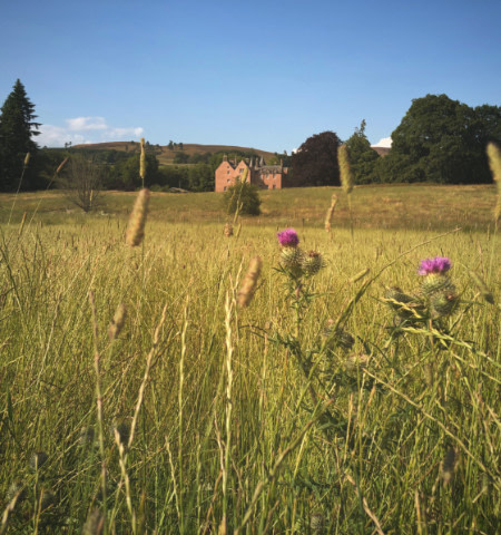 Bamff House in summer Bamff House in distance with thistle and long grasses